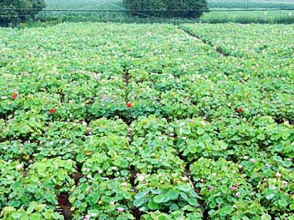 泥炭基质的配制与应用