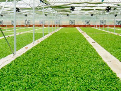 5工厂化育苗专用基质