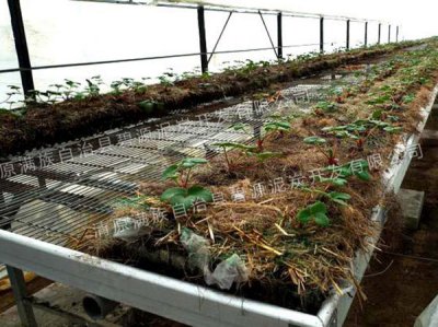 3无土栽培育苗专用基质