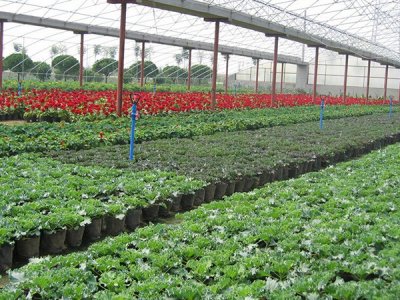 2花卉育苗专用基质