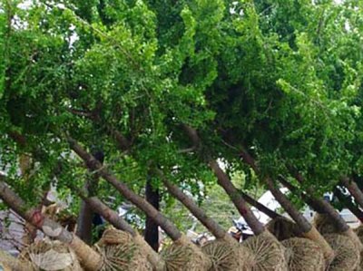 8园艺绿化专用泥炭