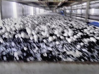 6食用菌生产专用泥炭