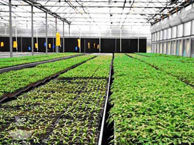 5育苗基质生产专用泥炭