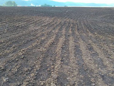 3土壤改良专用泥炭