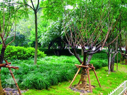 1园林绿化专用泥炭