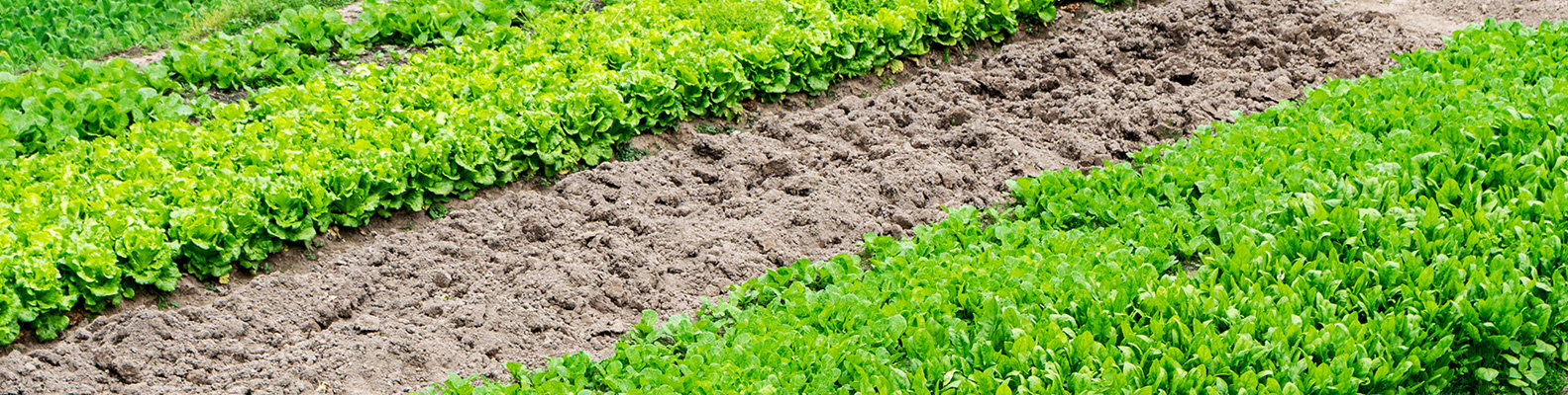 泥炭肥料农业上的应用