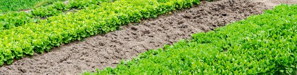 泥炭肥料农业上的应用